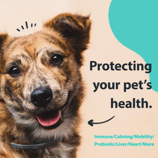 Favorise la digestion, l'immunité et la santé, les allergies saisonnières, produits à mâcher mous probiotiques digestifs pour chiens